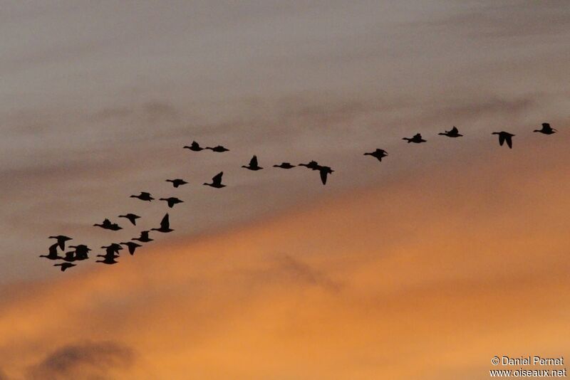 Barnacle Gooseadult post breeding, Flight