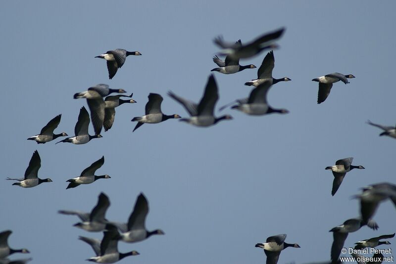 Barnacle Gooseadult post breeding, Flight