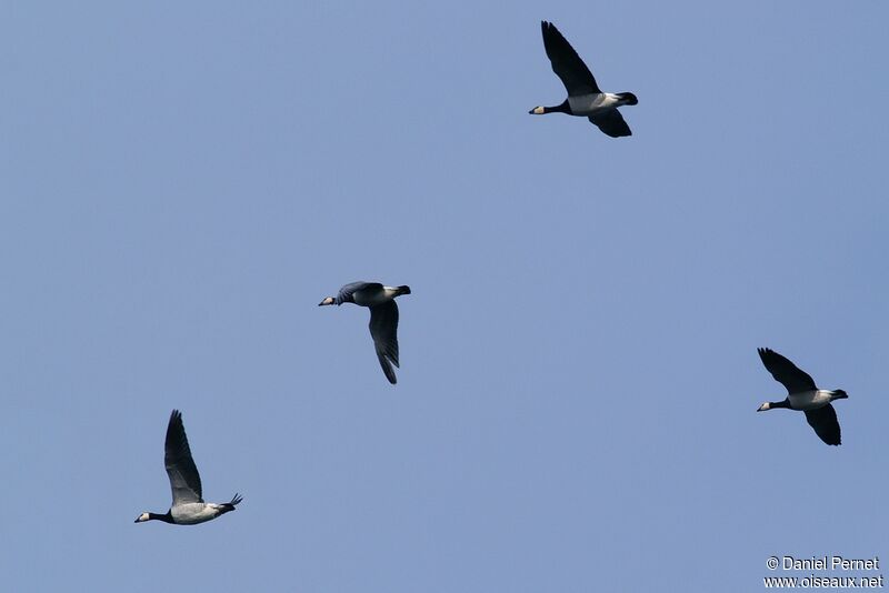 Barnacle Gooseadult post breeding, Flight