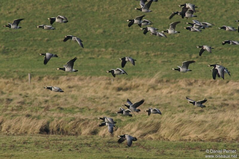 Barnacle Gooseadult post breeding, Flight