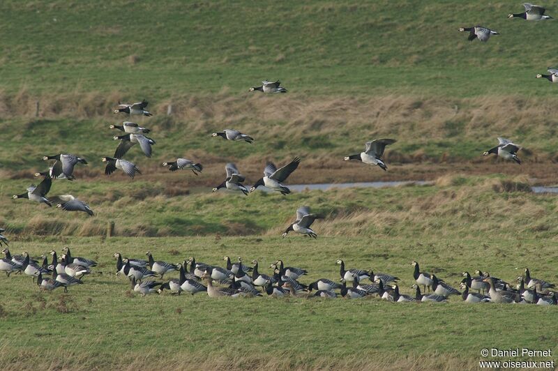 Barnacle Gooseadult post breeding, Flight