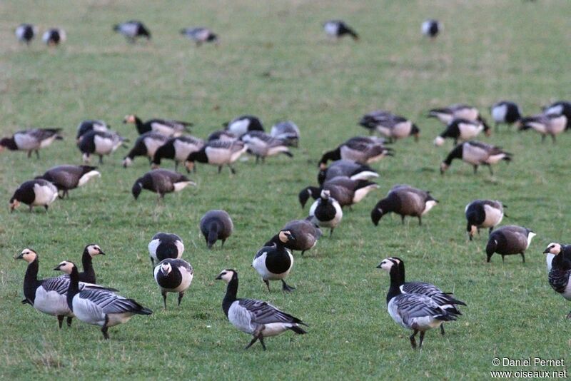 Barnacle Gooseadult post breeding, identification, Behaviour