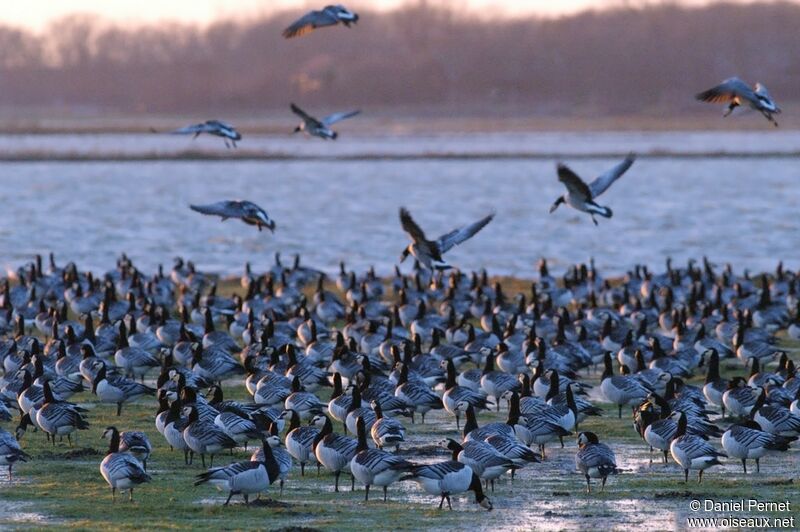 Barnacle Gooseadult post breeding, Flight, Behaviour