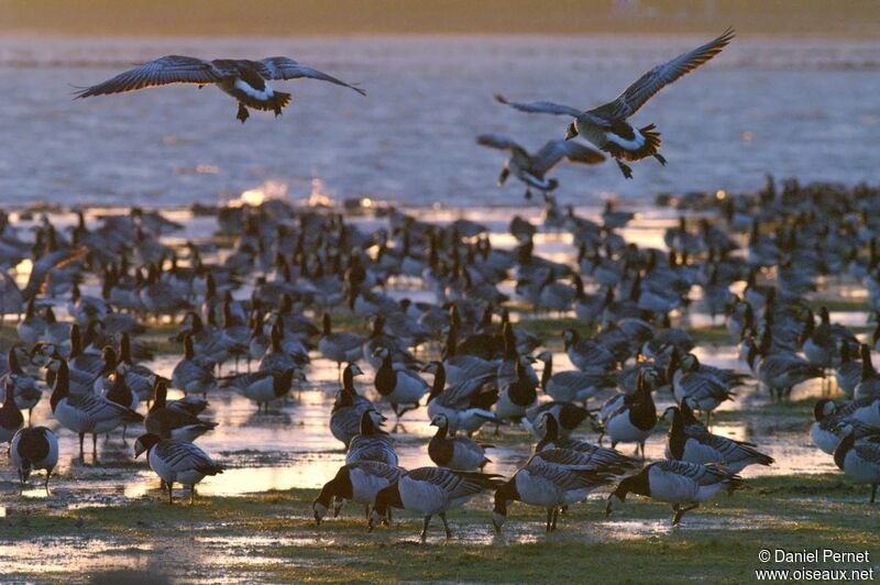 Barnacle Gooseadult post breeding, Flight, Behaviour