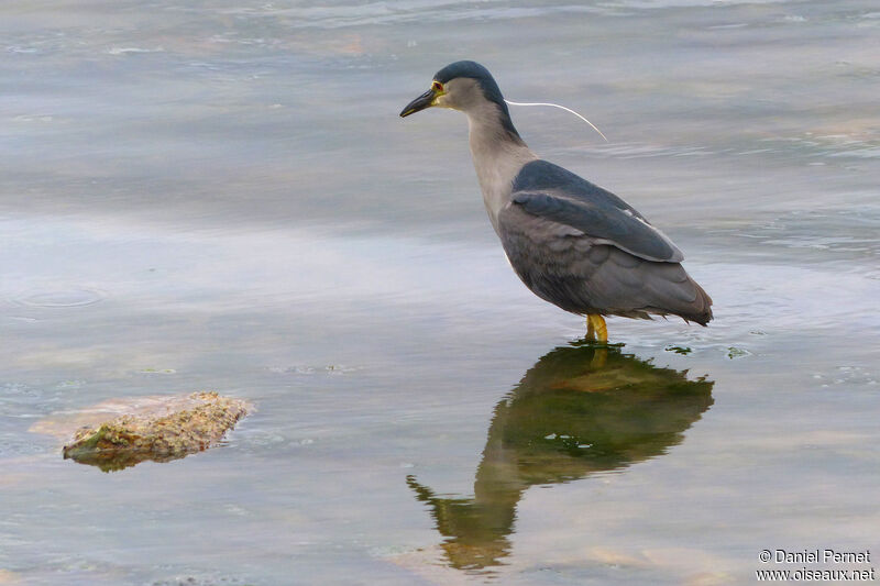 Black-crowned Night Heronadult, walking