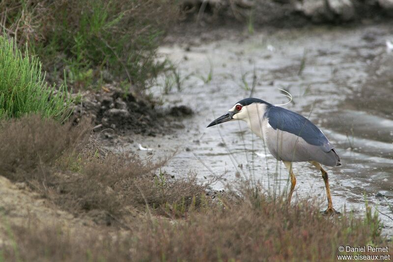 Black-crowned Night Heron male adult, identification