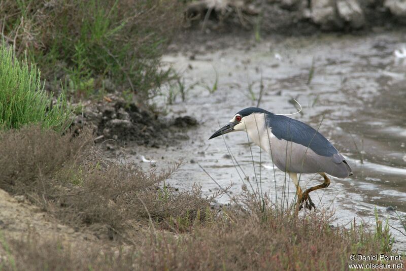 Black-crowned Night Heron male adult, identification