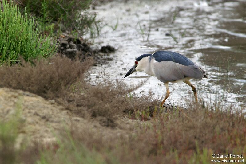 Black-crowned Night Heron male, identification