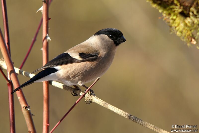 Eurasian Bullfinch female adult, identification