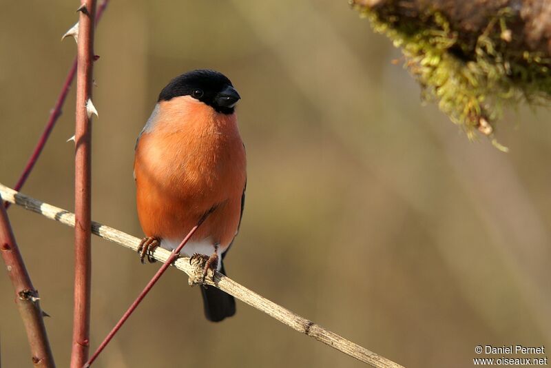 Eurasian Bullfinch male adult, identification