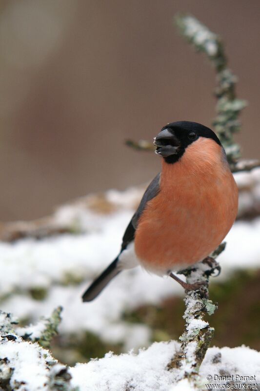 Eurasian Bullfinch male adult, identification