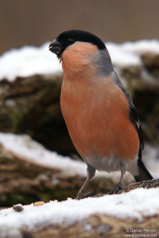 Eurasian Bullfinch male adult, identification