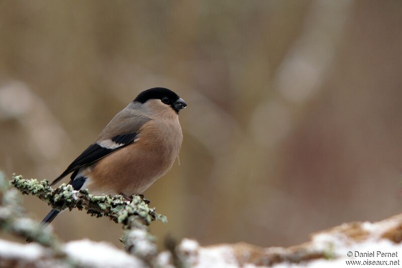 Eurasian Bullfinch female, identification