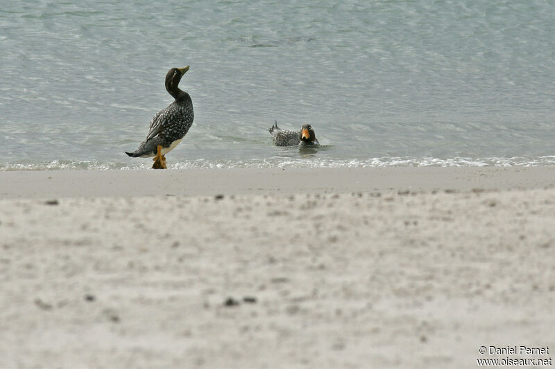 Falkland Steamer Duck female adult, habitat