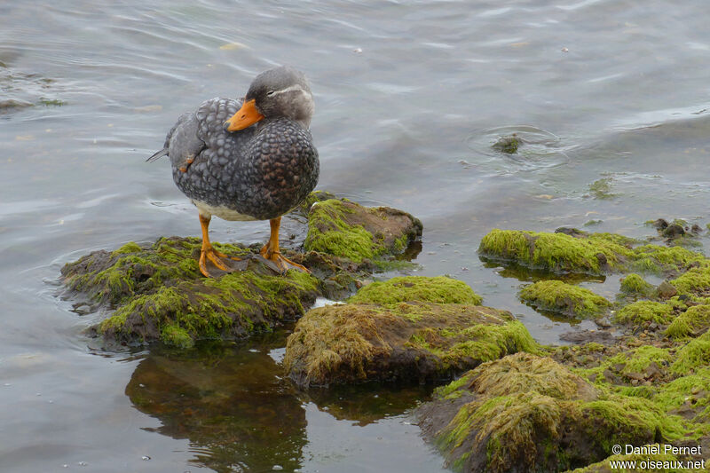 Falkland Steamer Duck female adult, walking