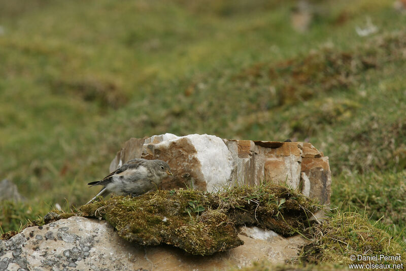 Bruant des neiges femelle adulte, identification, marche, mange