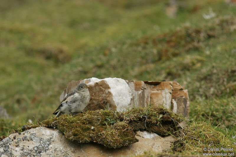 Bruant des neiges femelle adulte, identification, marche