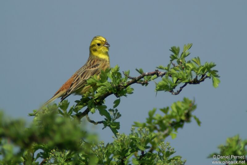 Bruant jaune mâle adulte, identification