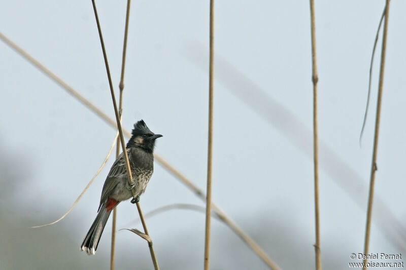 Bulbul à ventre rougeadulte, identification