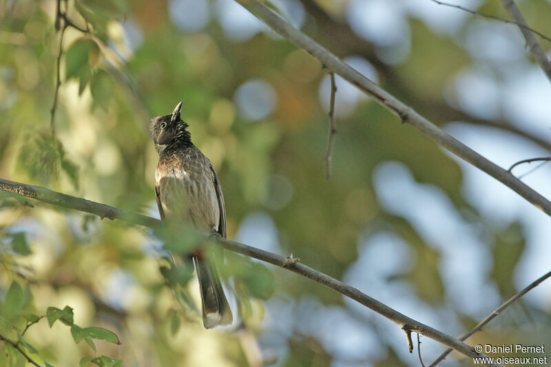 Bulbul à ventre rougeadulte, habitat