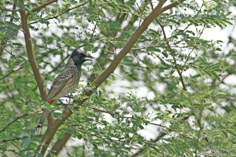 Red-vented Bulbuladult, habitat