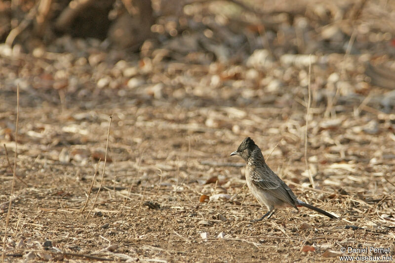 Red-vented Bulbul female adult, walking