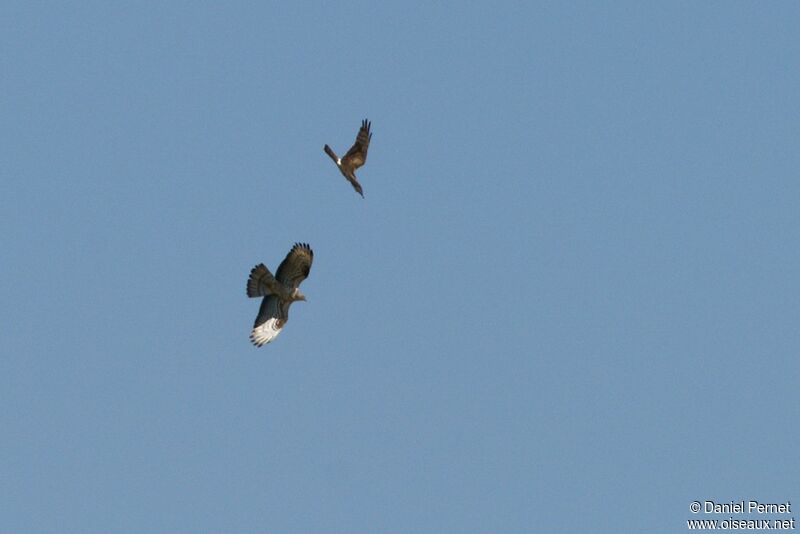 Montagu's Harrier female, identification, Behaviour