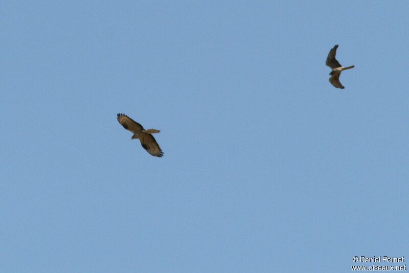 Montagu's Harrier female, identification, Behaviour