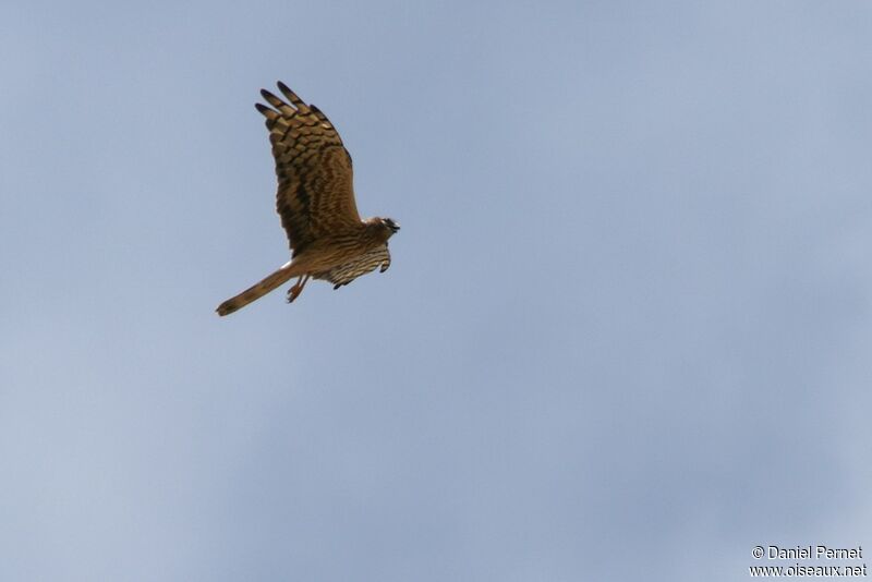 Montagu's Harrier female, Flight