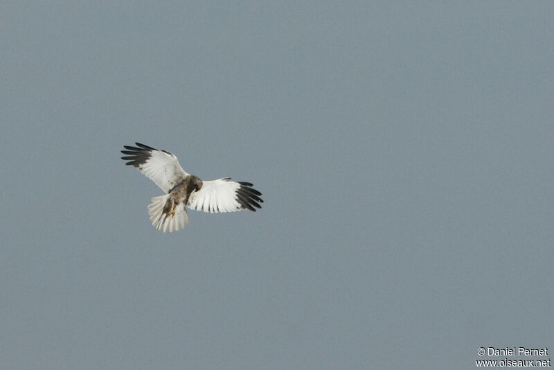 Western Marsh Harrieradult