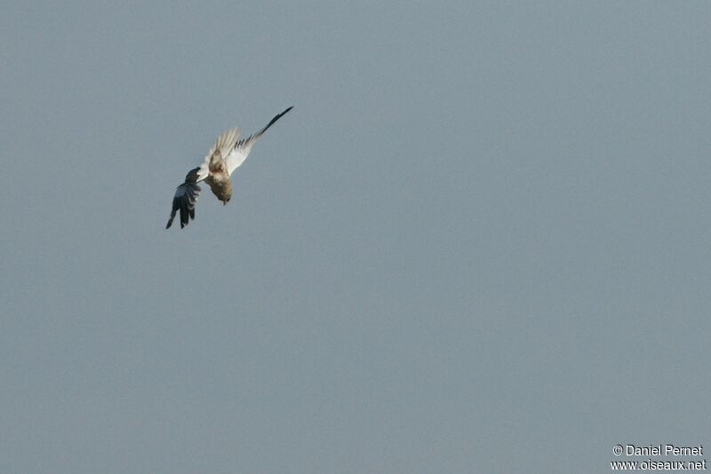 Western Marsh Harrieradult, Flight, Behaviour