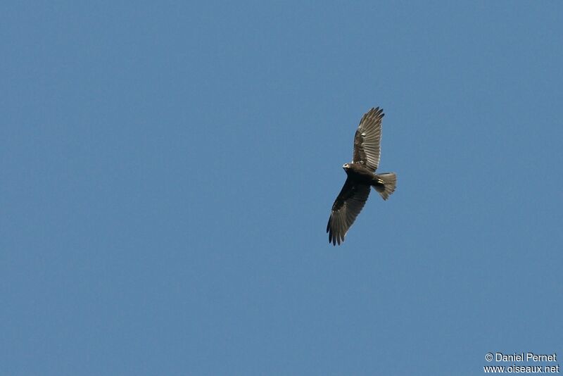 Western Marsh Harrier female adult, Flight