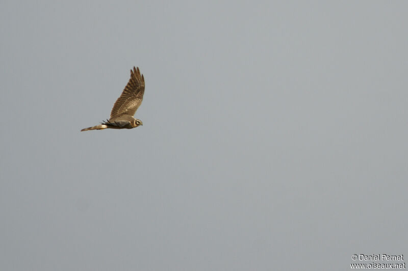 Pallid Harrier, Flight