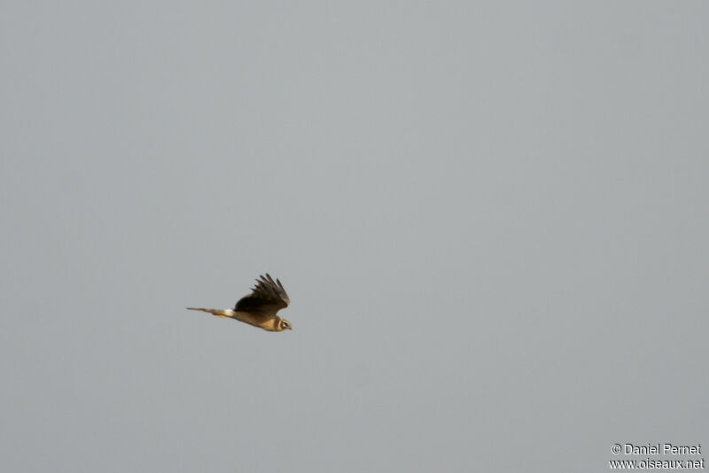 Pallid Harrier female adult, Flight