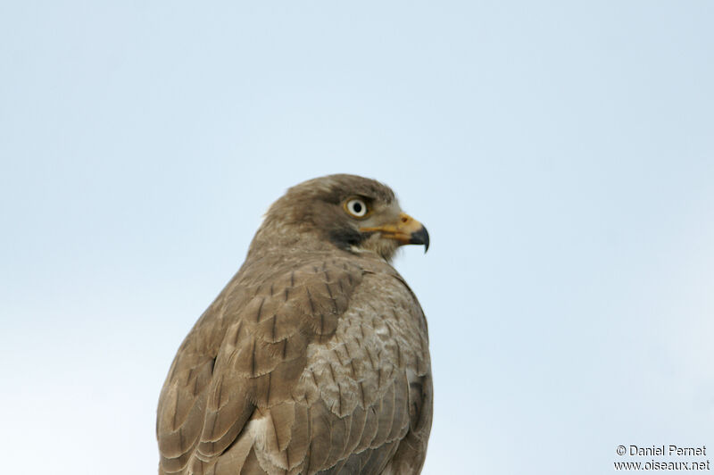 White-eyed Buzzardadult, close-up portrait