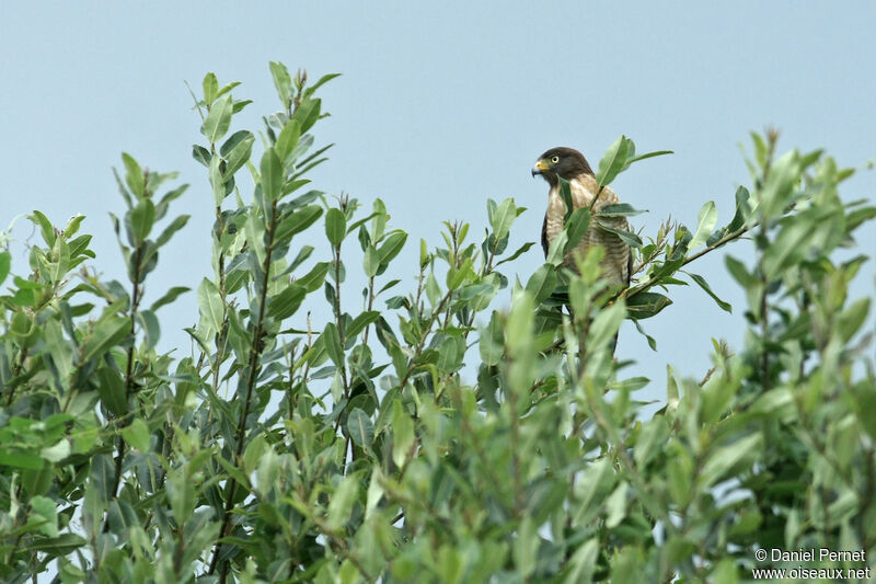 Roadside Hawkadult, identification