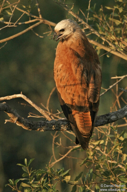 Black-collared Hawkadult, identification