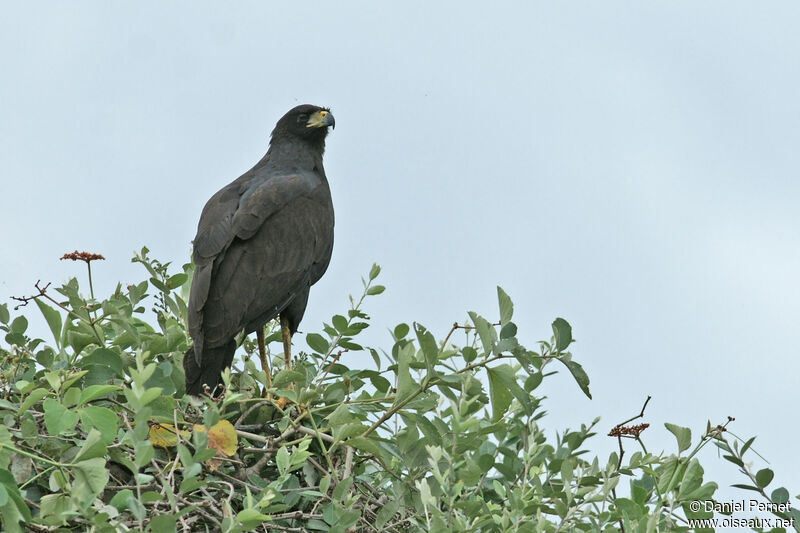 Great Black Hawkadult, identification