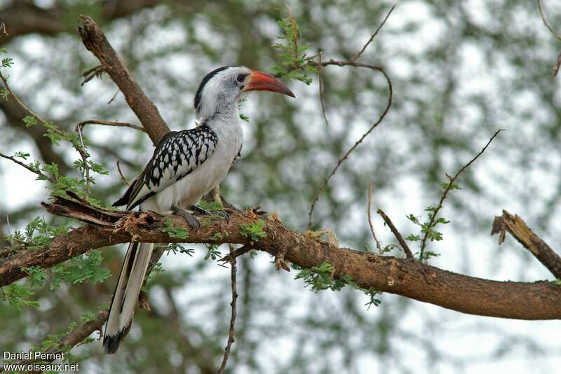 Northern Red-billed Hornbill female adult, identification