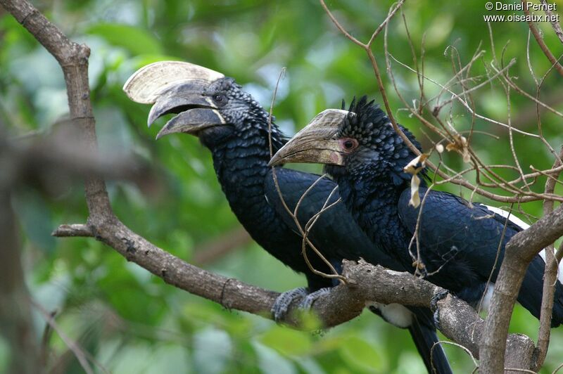 Silvery-cheeked Hornbill , identification