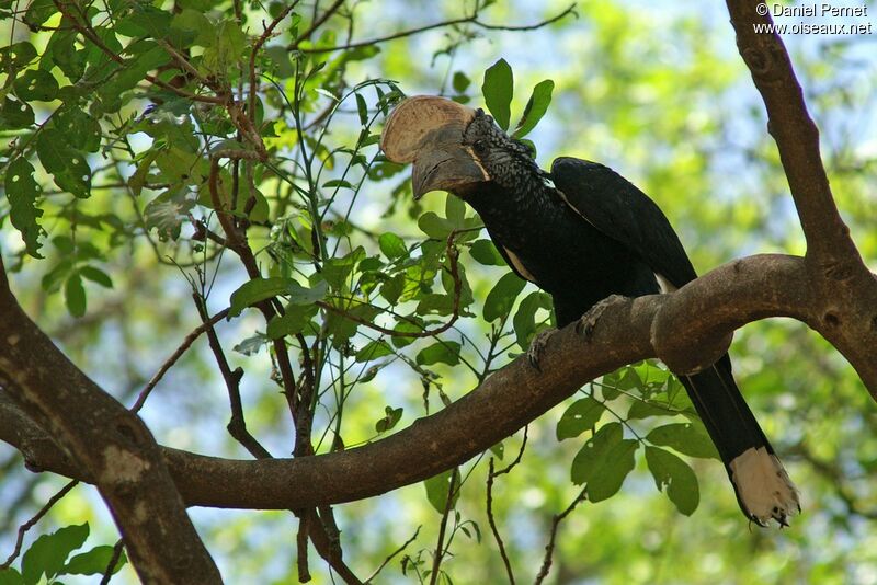 Silvery-cheeked Hornbill , identification