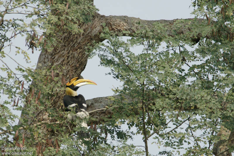 Calao bicorne mâle adulte, habitat