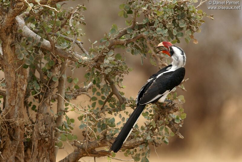 Von der Decken's Hornbill male adult