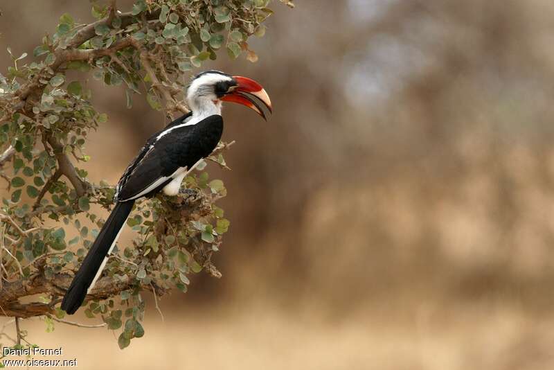 Von der Decken's Hornbill male adult, identification