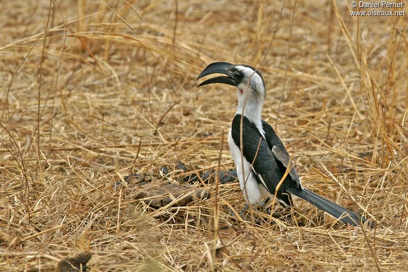 Von der Decken's Hornbill female adult, identification