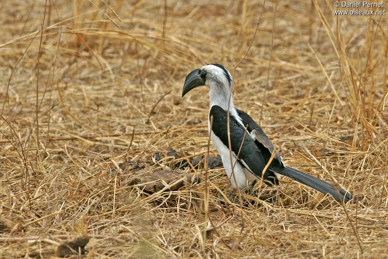 Von der Decken's Hornbill female adult