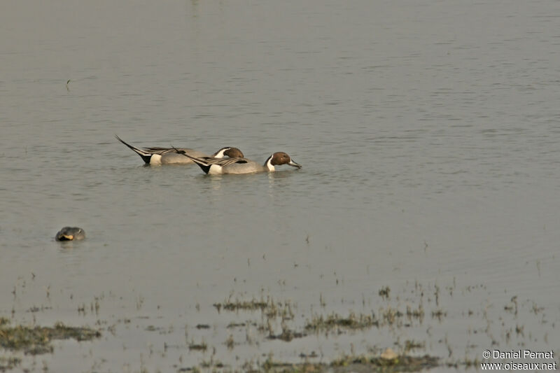 Canard piletadulte, habitat, nage, mange