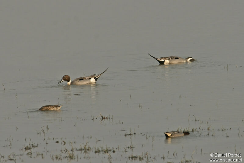 Canard piletadulte, habitat, nage, mange