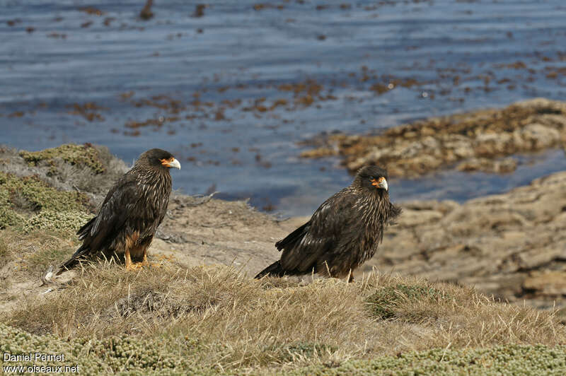 Caracara australadulte, habitat, pigmentation