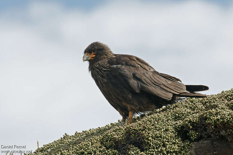 Striated Caracaraadult, pigmentation